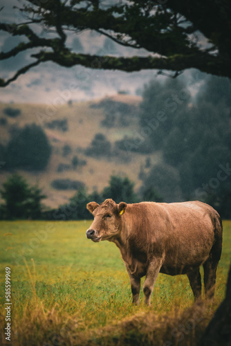 cow in the field © matias