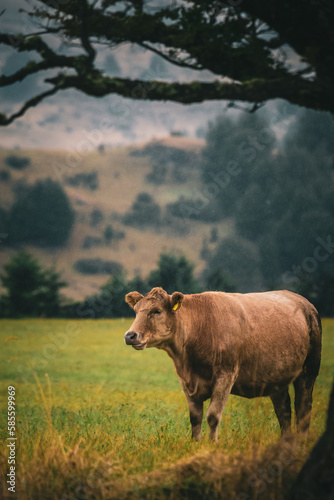 cow in the field