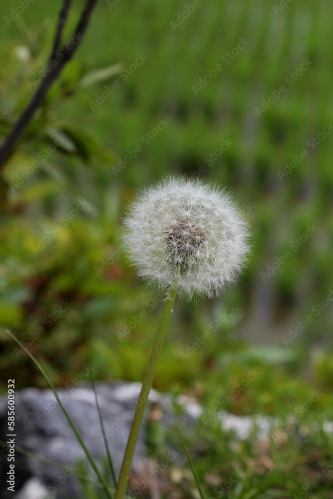 Dandelion with seeds blowing away in the wind. Dandelion seeds in nature on green background Dandelion with seeds blowing away in the wind. Dandelion seeds in nature on green background
