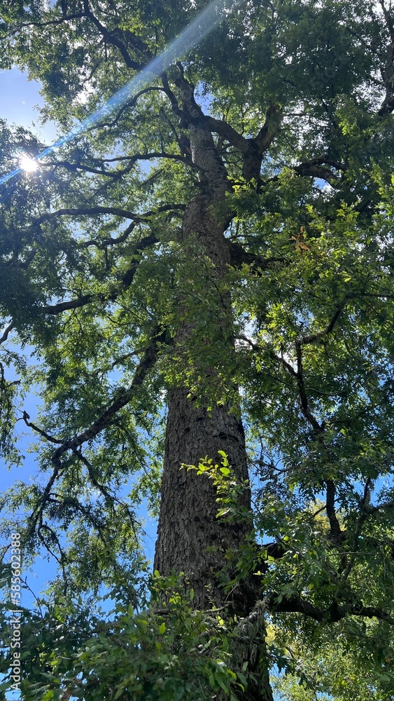 Fototapeta premium tree