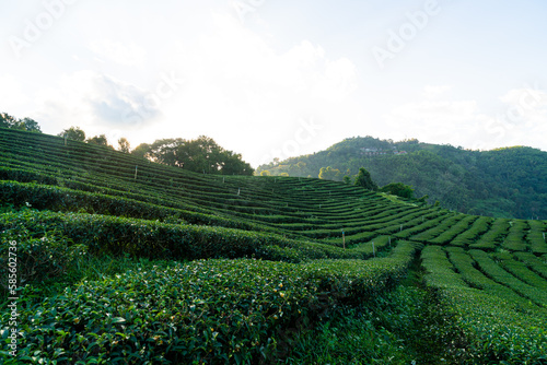 tea plantation and green tea plantation © topntp