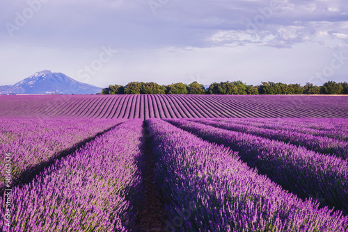 Field shape like a wave of lavender photo