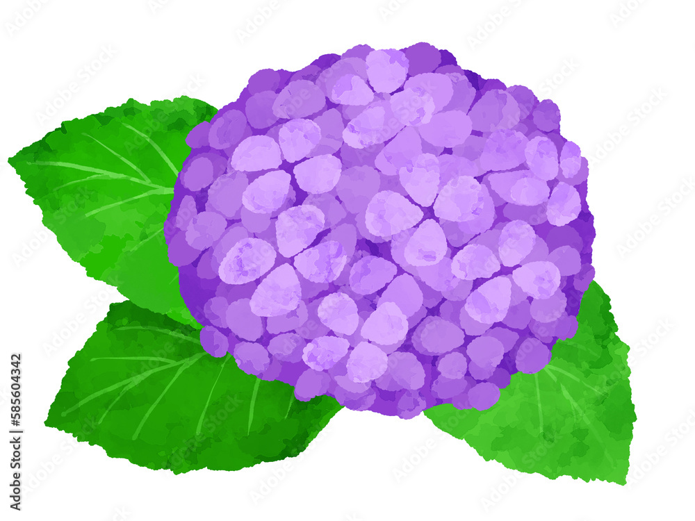 Obraz premium アジサイのイラスト 手描き 水彩風