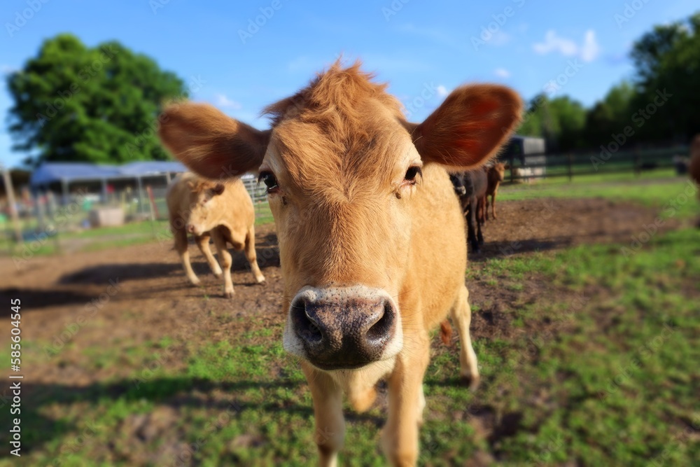 Discover the Beauty and Soulful Expression of This Brown Cow in a Captivating Close-Up Shot. A Tribute to the Vital Role They Play in Agriculture! Discover the Beauty and Soulful Expression of This Brown Cow in a Captivating Close-Up Shot. A Tribute to the Vital Role They Play in Agriculture!