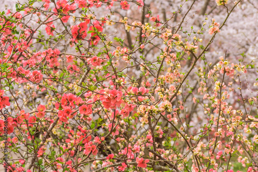 早春の花 ボケの花 早春の花 ボケの花