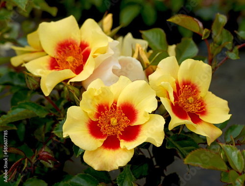 Rosa 'Eye of the Tiger' (Chewbullseye).  A floribunda rose with a startling colour combination of yellow and red eye.  This Persica hybrid was bred by Chris Warner.