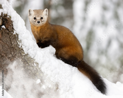 Wildlife Photography of a Pine Marten in the Snow.