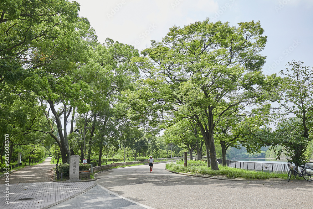Fototapeta premium 公園と芝