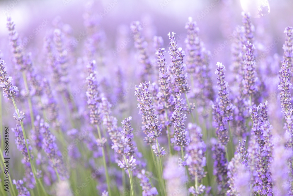 Naklejka premium Lavender bushes closeup on sunset. Sunset gleam over purple flowers of lavender. Provence region of France.