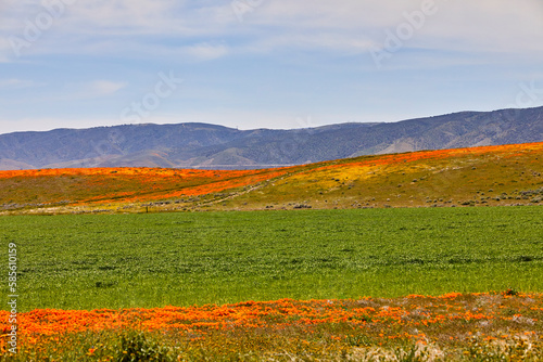 Obraz na plátně Beautiful colorful field of orange poppies and green plants growing in the mount