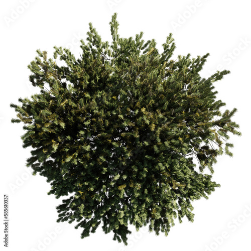 conifer tree from above, lush plant, isolated on transparent background 