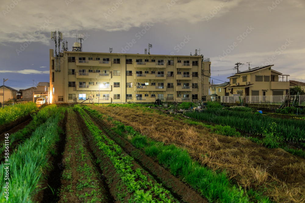 Rows of green vegetables in field on small farm by apartment building at night