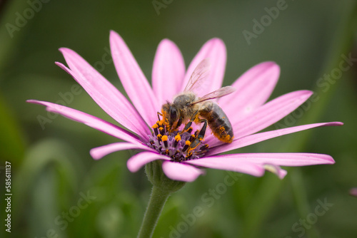 Bee on pink flower colecting pollen.