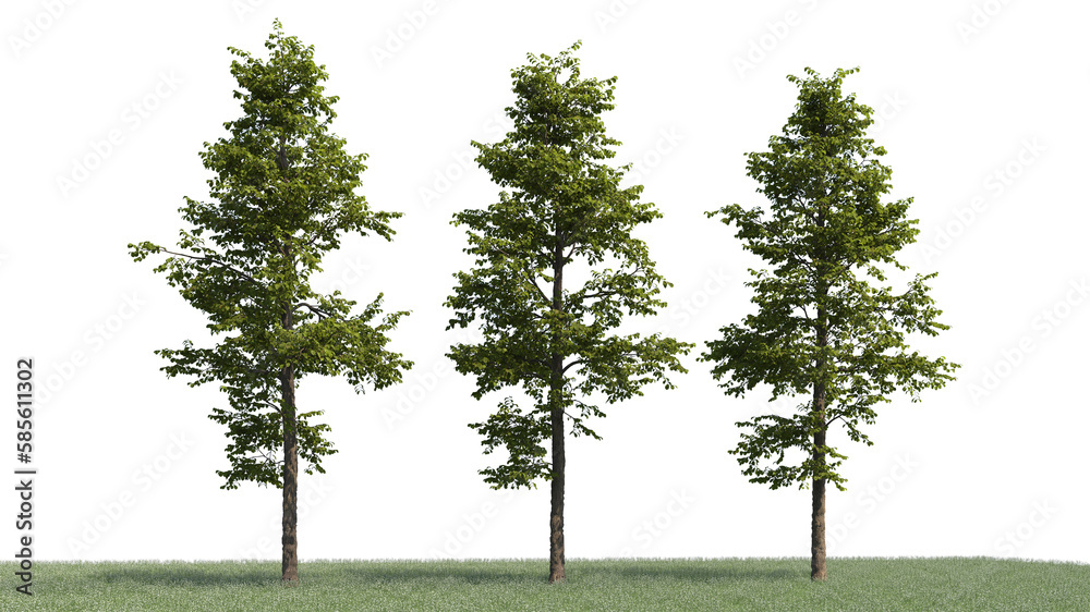 Obraz premium 3d rendering illustration tree isolate on white background 