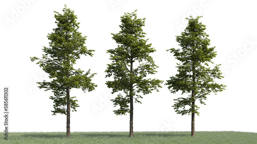 3d rendering illustration tree isolate on white background 