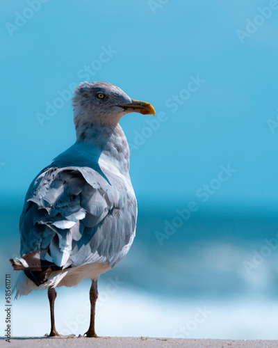 Scenic seagull enjoying the serene beauty of a West Coast beach, surrounded by crashing waves and peaceful nature