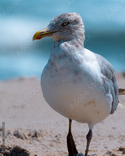 Footprints in the Sand: Seagull Walking on West Coast Beach with Blue Sky Background
