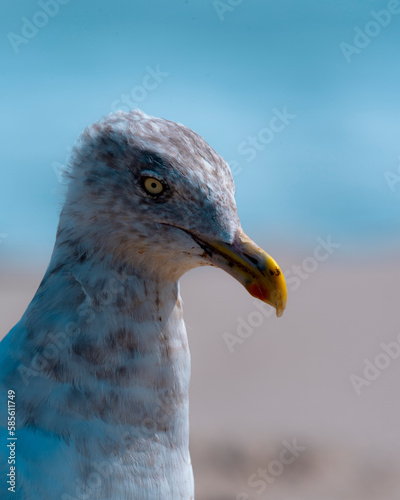 Seagull on Serene West Coast Beach with Blue Sky Background
