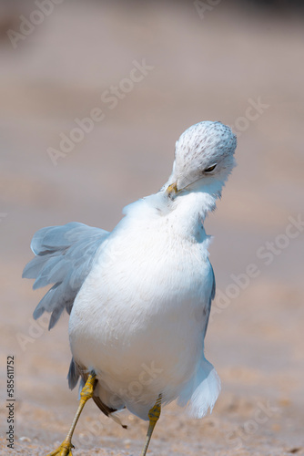 Serene Seagull On Scenic West Coast Beachline, Embodying the Beauty of Coastal Wildlife and Nature