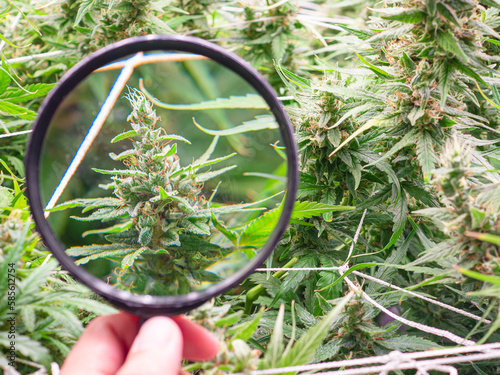 Hand holding of a magnifier looking at mature cannabis plants ready for harvest in a greenhouse