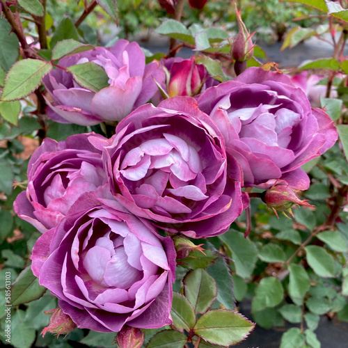 Rosa  Dusky Moon   Walsduky .  A floribunda rose bred in Australia.