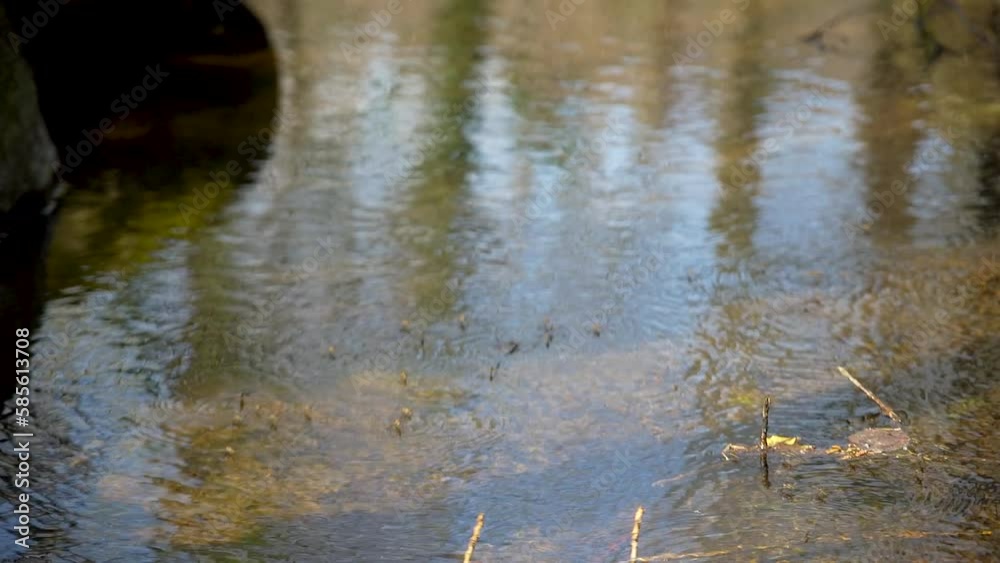 Lots of Gerridae insect floating on water in a river, close up shot of a group of insect on the water Lots of Gerridae insect floating on water in a river, close up shot of a group of insect on the water