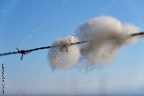 Sheep wool caught in barbed wire. White wool on the wires.
