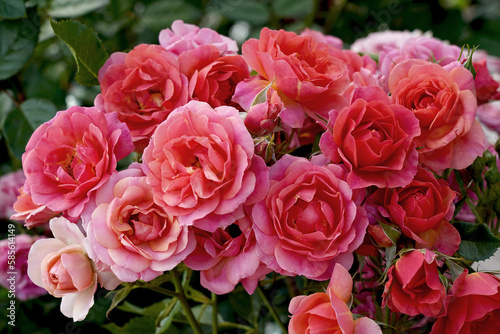 Fototapeta Naklejka Na Ścianę i Meble -  A large cluster of miniature rose blooms. Rosa 'Mandarin' (Korlisuha) bred by Kordes Roses.