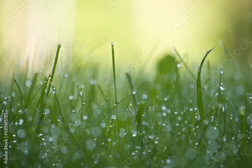 Morning dew drops or raindrops glisten on grass stem