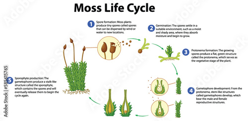 Moss Life Cycle Diagram for Science Education