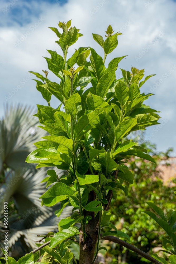 green plant in the wind cloudy sky green plant in the wind cloudy sky
