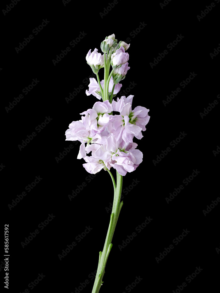 Obraz premium purple flowers