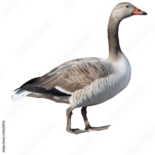 Tablou canvas goose isolated on white