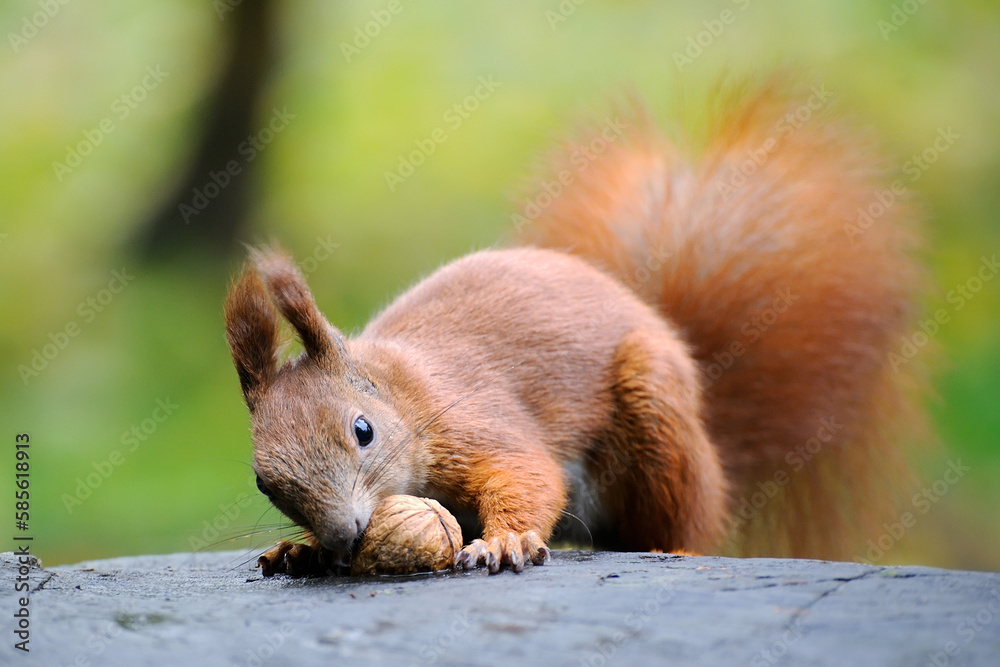 Fototapeta premium Squirrel with nut