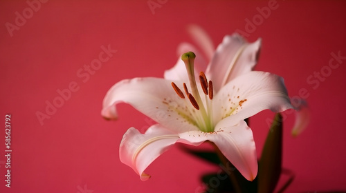 lily flower in solid color background