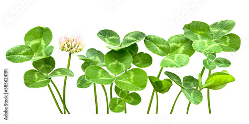 春の野原を幸せにするクローバーの切抜き