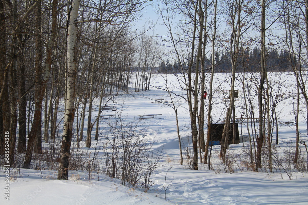 Fototapeta premium winter in the park