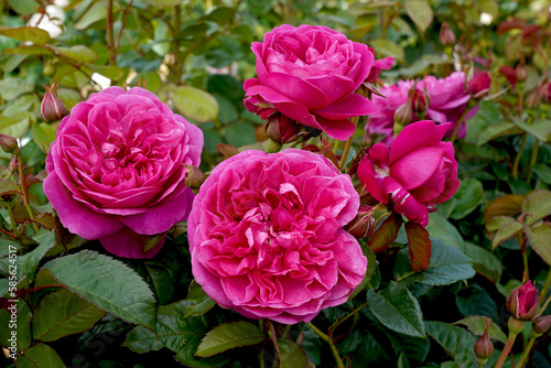  Rosa  James L Austin   Auspike .  A deep pink English shrub rose. Named for the son of David Austin Senior and brother of David Austin Junior.