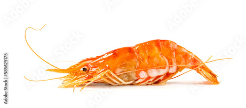 roasted river shrimp common isolated on white background ,grilled prawn
