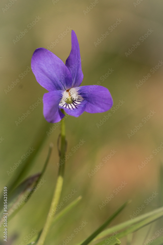 Portrait of a dog violet flower (Viola riviniana) Portrait of a dog violet flower (Viola riviniana)