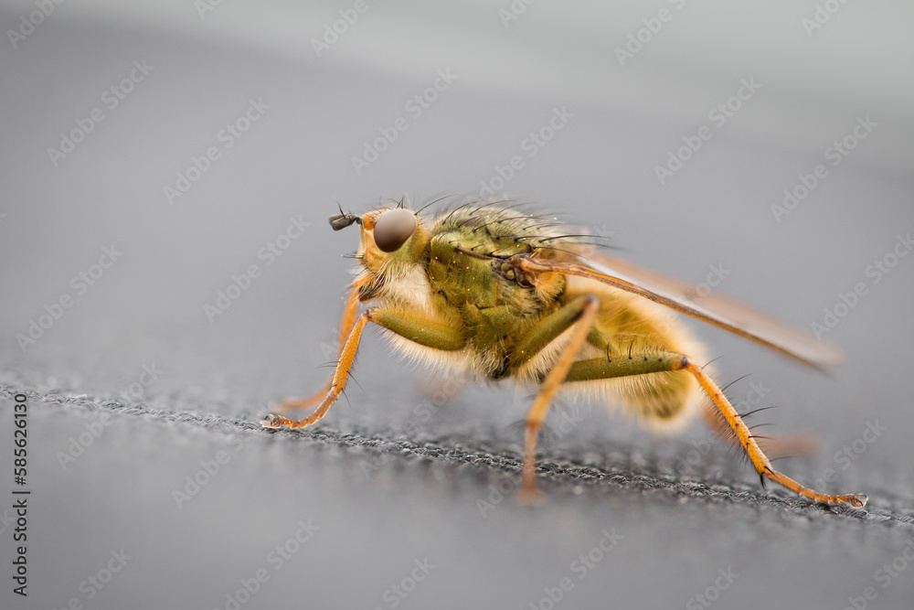 Yellow dung fly (Scathophaga stercoraria) on fabric Yellow dung fly (Scathophaga stercoraria) on fabric