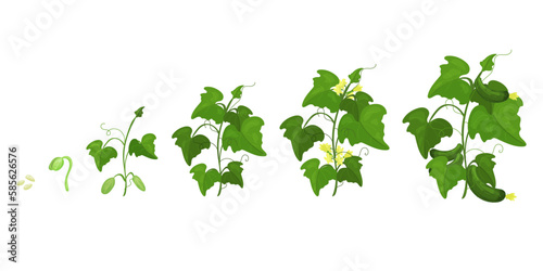 Life cycle of cucumber plant. Stages of growth from seed and sprout to adult plant with fruits. Spring mood plant.
