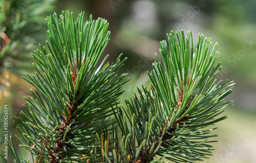 Detail of leaves and branches of Dwarf Mountain pine, Pinus mugo. Photo taken in the Mieming Range, State of Tyrol, Austria.