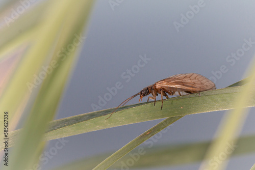 Caddis fly in the vegetation photo