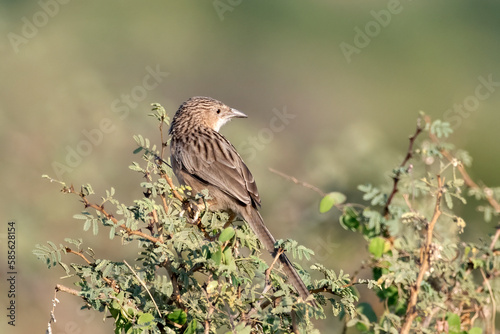 Common babbler or Argya caudata observed in Greater Rann of Kutch photo