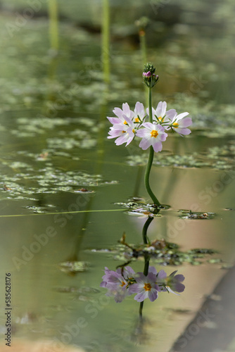 Water violet flowers (Hottonia palustris) with reflection in pool photo