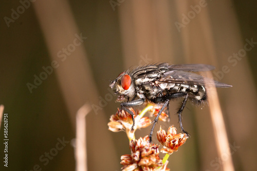 Stable fly (Stomoxys calcitrans) photo