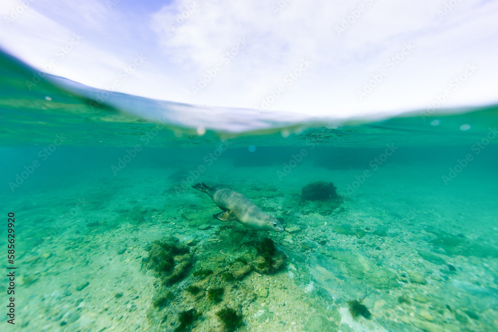 Underwater split shot of Australian Sea Lion swimming in pristine blue water in South Australia