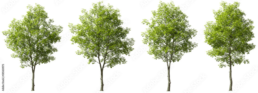 © Krit - Cutout jungle green trees on transparent backgrounds 3d rendering png