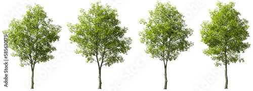 Cutout jungle green trees on transparent backgrounds 3d rendering png photo